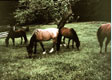 Horses grazing in pasture.