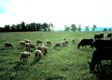 Cattle and sheep on fescue pastureland.