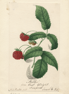 Miller [Rubus sp.]