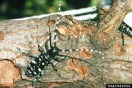 Photo of Asian longhorned beetle, photo courtesy of www.invasive.org.