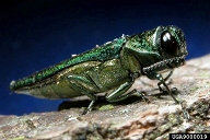 Photo of emerald ash borer (courtesy of www.invasive.org.