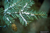 Photo of hemlock woolly adelgid infestated branch, photo courtesy of www.invasive.org.