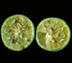 Citrus greening - Invasive.org