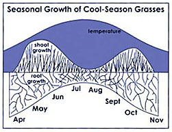 seasonal growth of cool-season grasses