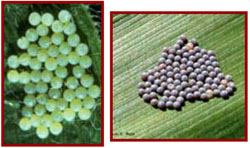 Western Bean Cutworm Eggs