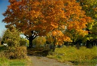 Picture of autumn forest colors.