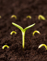 Transplanting Seedlings Germination Image