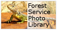 Forest Service Photo Library image of a Collared Lizard by Rhea S. Rylee