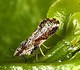 Asian citrus psyllid - USDA, ARS Photo Library