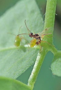 Photo of parasitic wasp.