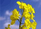 Rape Seed Photo: Courtesy of ClipArt