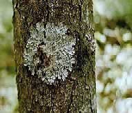 Photograph of lichen.