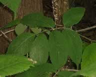 Photograph of vegetation.