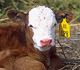 A healthy calf at ARS' Fort Keogh Livestock and Range Research Laboratory in Montana.