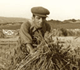 Man Harvesting Wheat