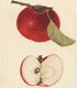Watercolor of "Great Bearer" Apple