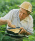 Edgar E. Hartwig, ARS Agronomist, Examining Soybeans
