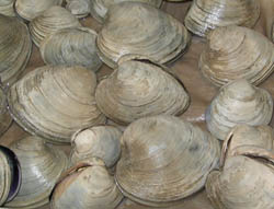hard clams, also known as quahogs