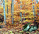 Bartlett Experimental Forest - Hardwoods in autumn colors.