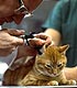 Veterinarian looking closely at a cat