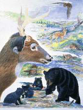 Mammals Diversity Poster