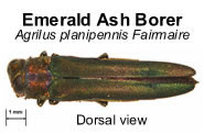 emerald ash borer