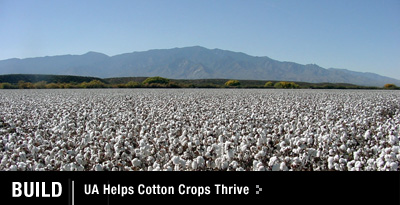 UA Helps Cotton Crops Thrive