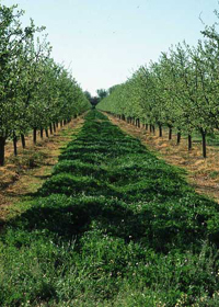 Orchard Cover-Crops