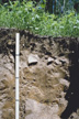 Photograph of a profile of the Castelleia soil series.