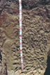 Photograph of a profile of the Naron soil series.