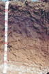 Photograph of a profile of the Nashville soil series.