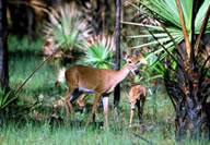 Florida Panther NW Refuge