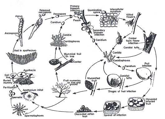 Disease cycle of brown rot