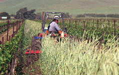 tilling rye between vineyard rows