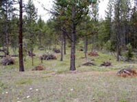 Picture of a thinned pine stand.