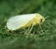 Silverleaf Whitefly