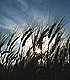 Wheat in Sunshine