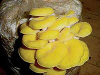 Golden Oyster Mushrooms