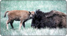 The bison serves as a symbol for natural resource stewardship for the Department of the Interior and the National Park Service.