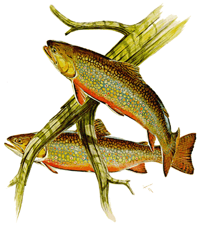 the state freshwater fish is the brook trout