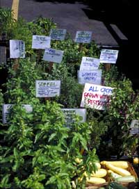 Potted herbs for sale at the USDA Farmers' Market in Washington, D.C.