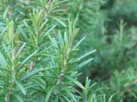 Rosemary is raised as potted specimen shrubs, and managed quantitatively over the years by reducing plants to the required numbers.