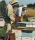 Honeybee beekeepers