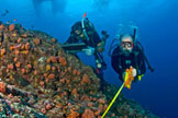 Divers conduct surveys during 2008 expedition to Gulf of California