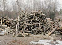 Photo of forest biomass in a pile
