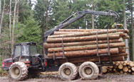 harvested timber on truck