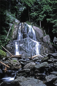 view of waterfall surrounded by forest