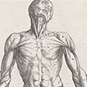 Historical Anatomies on the Web: Andreas Vesalius: De corporis humani fabrica libri septem, page 170