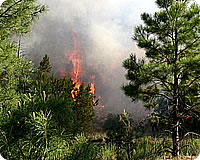 photo of fire burning in the midst of some evergreen trees