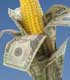 corn with corn husks made of twenty dollar bills. [Source: IStock International, Inc.]